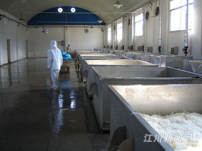 走进天丽食品加工厂 揭秘卷烟生产背后的科技与匠心